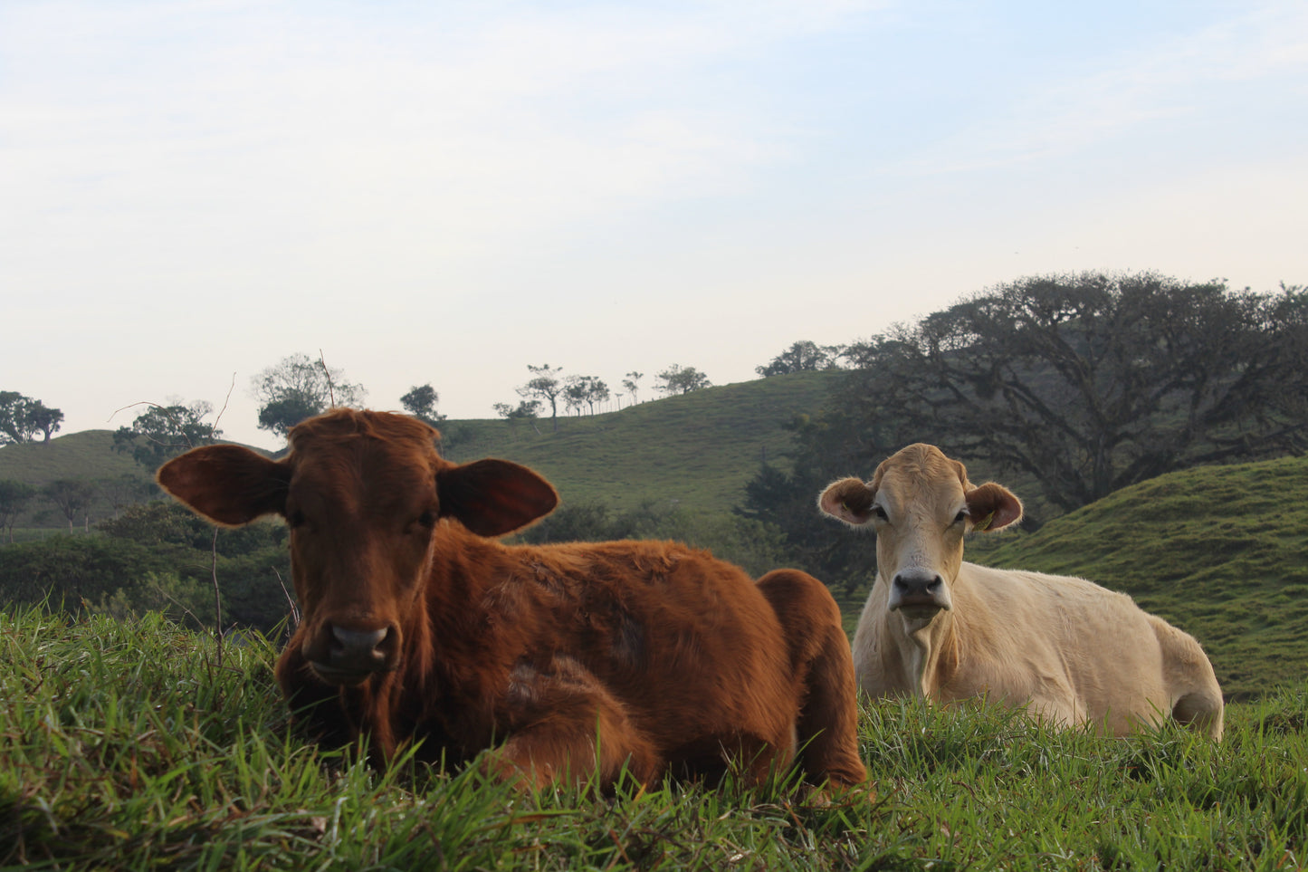 Biofleisch online bestellen - Nachhaltiger Genuss für bewusste Fleischliebhaber